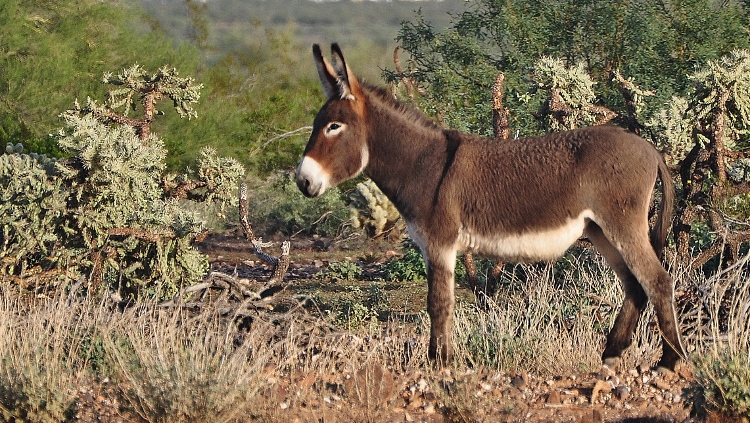 baby burro, chocolate brown